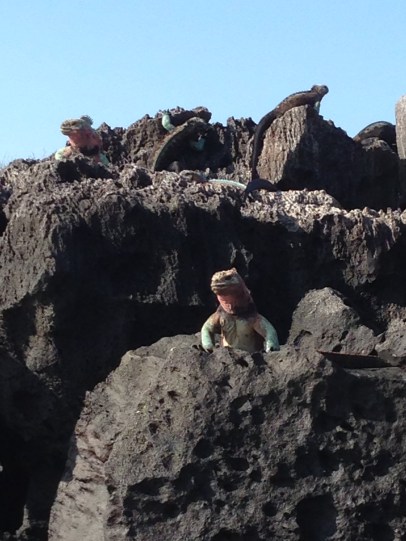 Marine iguanas of Española