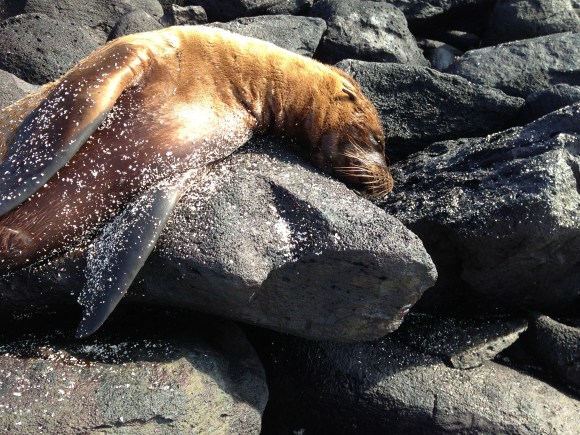 Baby sea lion on Española
