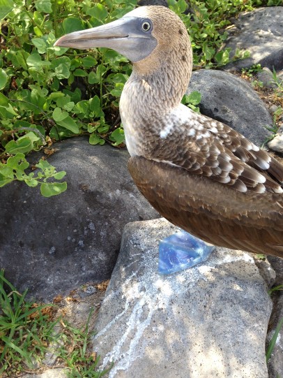 Blue-footed boobie on Española