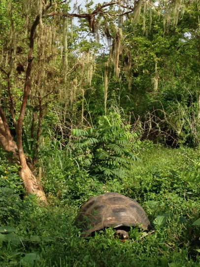 Tortoise on Santa Cruz