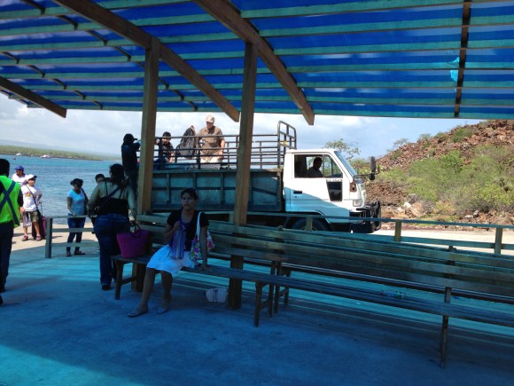 Lonesome George on his way to the Smithsonian.