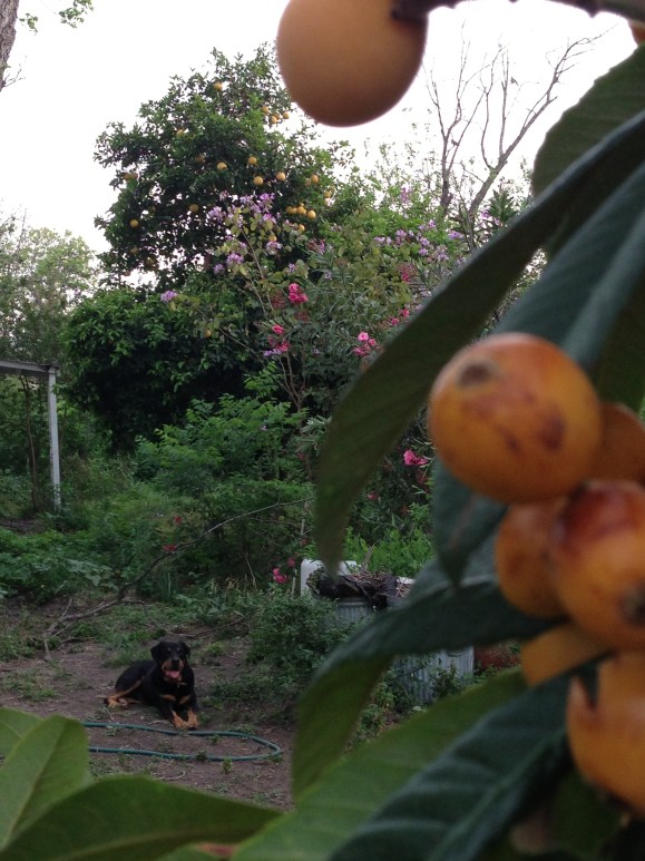 Wiley oversees "Natural Fiesta" in the back yard.