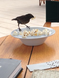 The finch shares my popcorn.