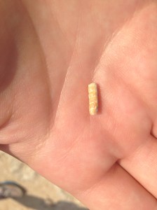 Another tiny fossil.