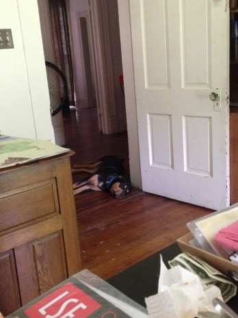 Bekah sits in her office all day! I could easily chew on a tennis ball for that long. She never chews on anything. It's depressing.