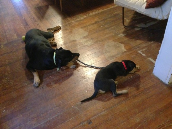 IPhone photos feb272013 013