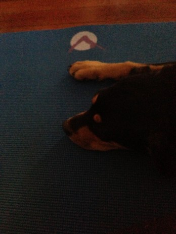 I don't understand why yoga mats are not for sharing.