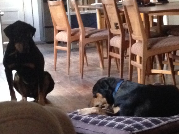 Wiley waiting to snatch my corn tortilla, which I am sniffing, because really, that does not smell like food.