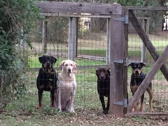 December 27 2013 007